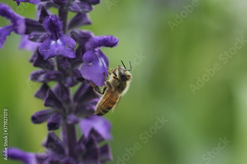 honey bee and the lavender © AmirBahador