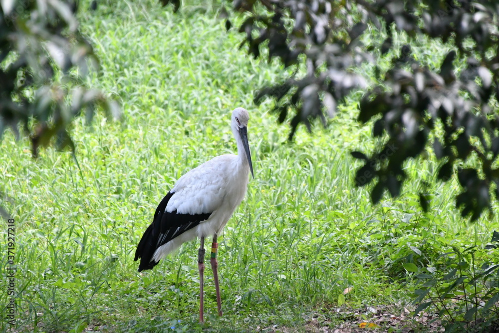 Fototapeta premium コウノトリ