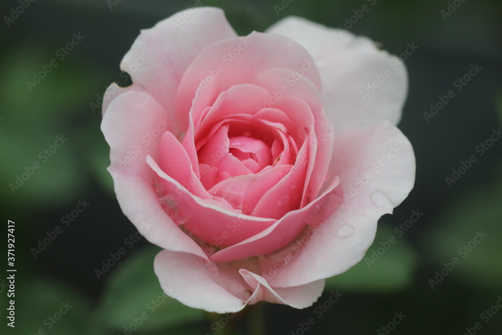 pink rose after rain with green background