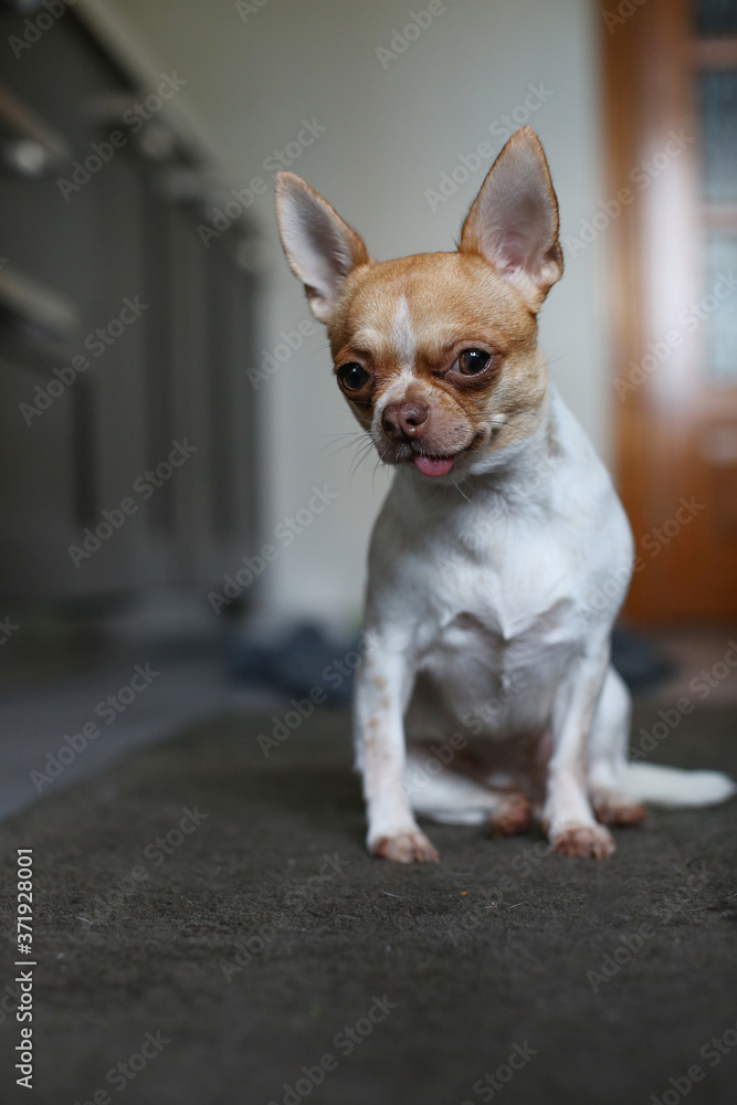 Chihuahua dog sits on the carpet at home. The age of the dog is one and a half years.