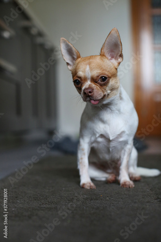 Chihuahua dog sits on the carpet at home. The age of the dog is one and a half years. © IvSky