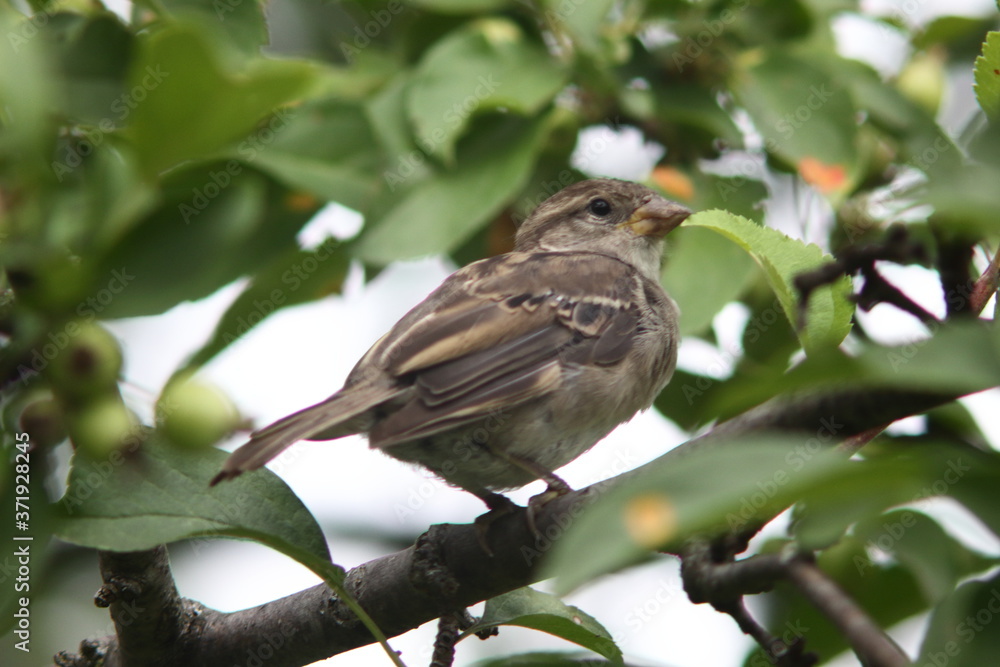 female sparrow in the middle of tree female sparrow in the middle of tree