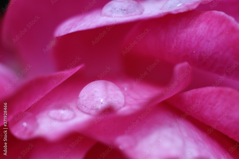 dew on pink flower petals