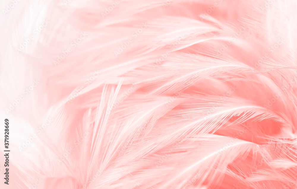 Beautiful soft pink feathers vintage texture line background. 