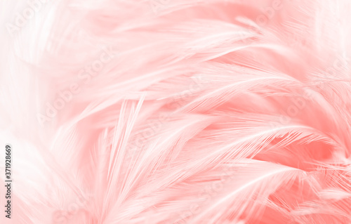 Beautiful soft pink feathers vintage texture line background. 