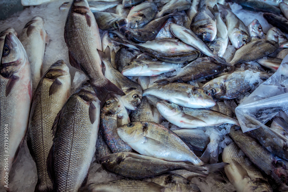 Fresh fish – seabass and seabream orata fish –on ice for sale at outdoors sea food market. Raw fish. Fresh fish – seabass and seabream orata fish –on ice for sale at outdoors sea food market. Raw fish.
