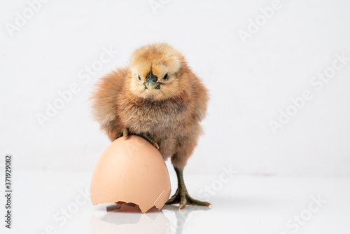 baby chicken and egg,A brown chicks that walk from the eggshell.