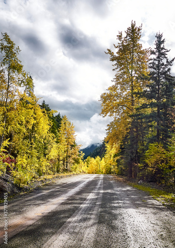 Gravel road in the autumn forest. Sunbeams over yellow trees. Backlight. Squamish-Lillooet  British Columbia  Canada.