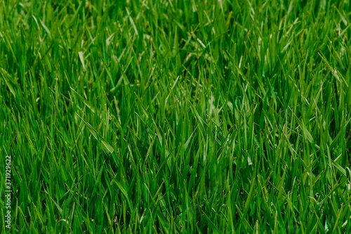 Fresh green grass in sunny day. Natural background