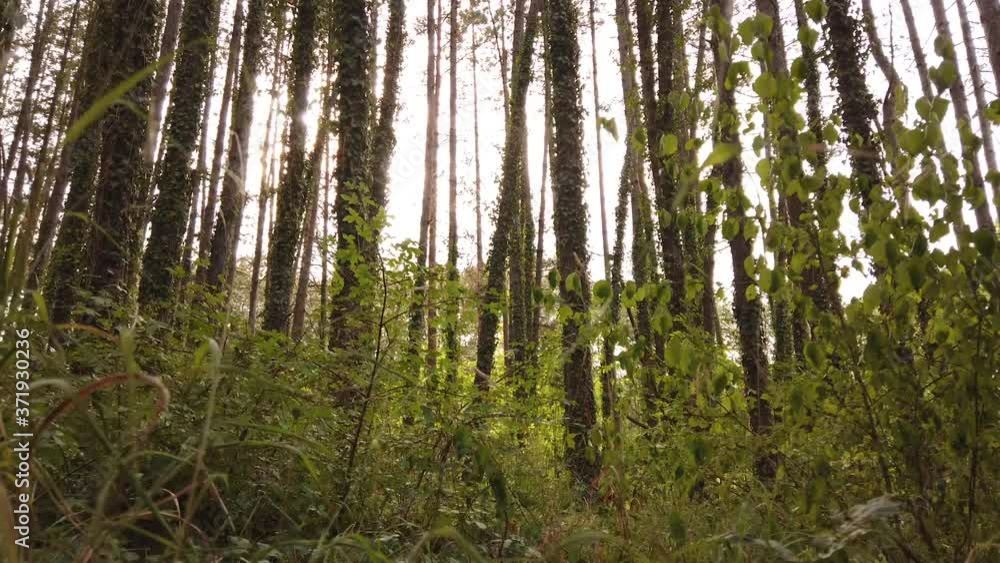 Walking near ground and tree in the deep forest Walking near ground and tree in the deep forest