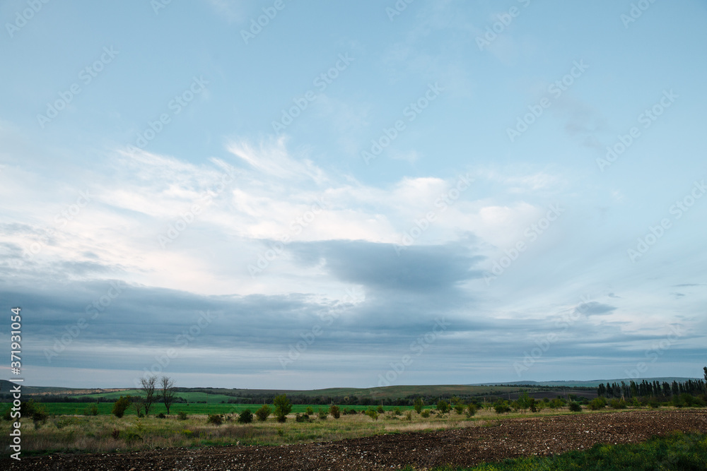 Green field and sky with clouds, grass in spring background, agricultural cereal crop