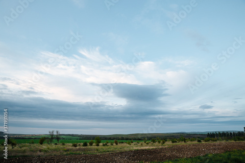 Green field and sky with clouds, grass in spring background, agricultural cereal crop