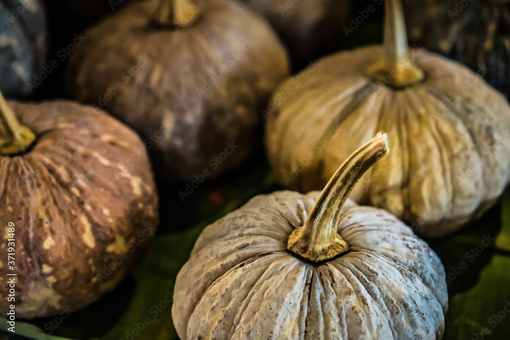 selective focus photography of pumpkins. 
Autumn background with pumpkin. thanksgiving day. 