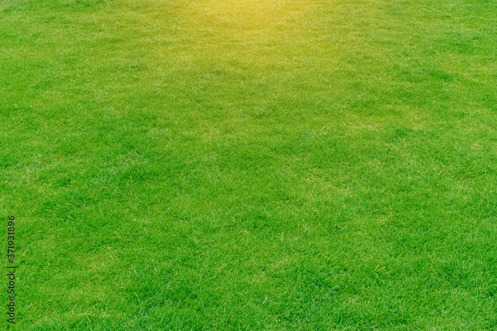 Green grass background texture. The element of design Top-down grass garden Ideal concept used for making green flooring lawn for training football pitch Grass Golf Courses green lawn pattern textured Green grass background texture. The element of design Top-down grass garden Ideal concept used for making green flooring lawn for training football pitch Grass Golf Courses green lawn pattern textured
