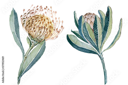 Flowers watercolor illustration.Manual composition.Big Set watercolor elements.