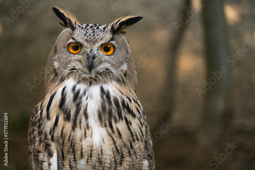 Bubo Bubo owl portrait in nature