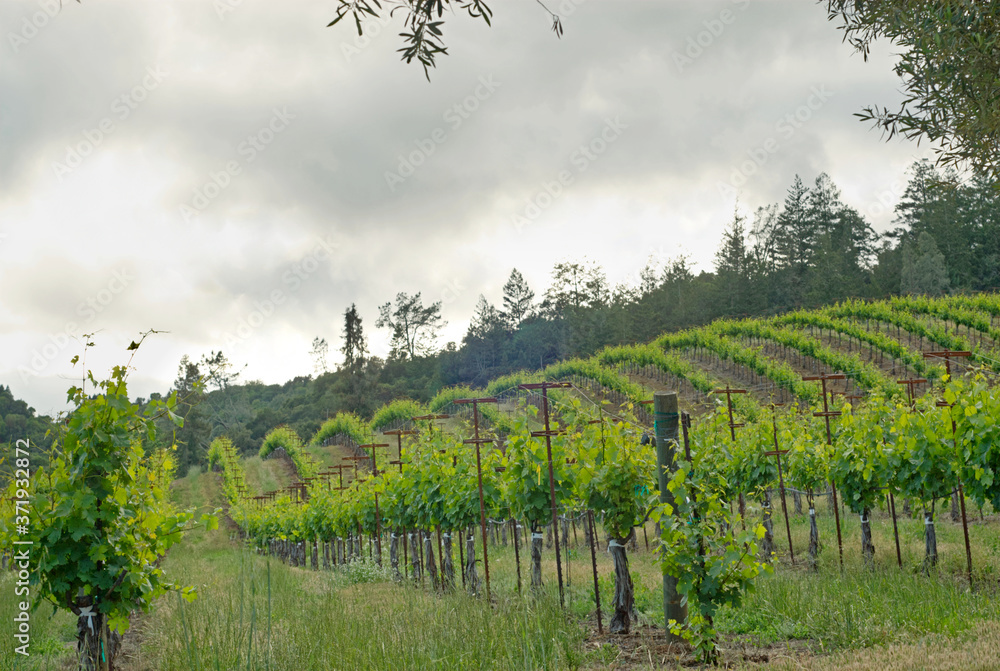The wine industry dominating the hills of Sonoma County near Healdsburg, Ca