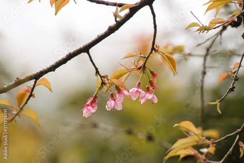 Pink Sakura (Cherry blossom)