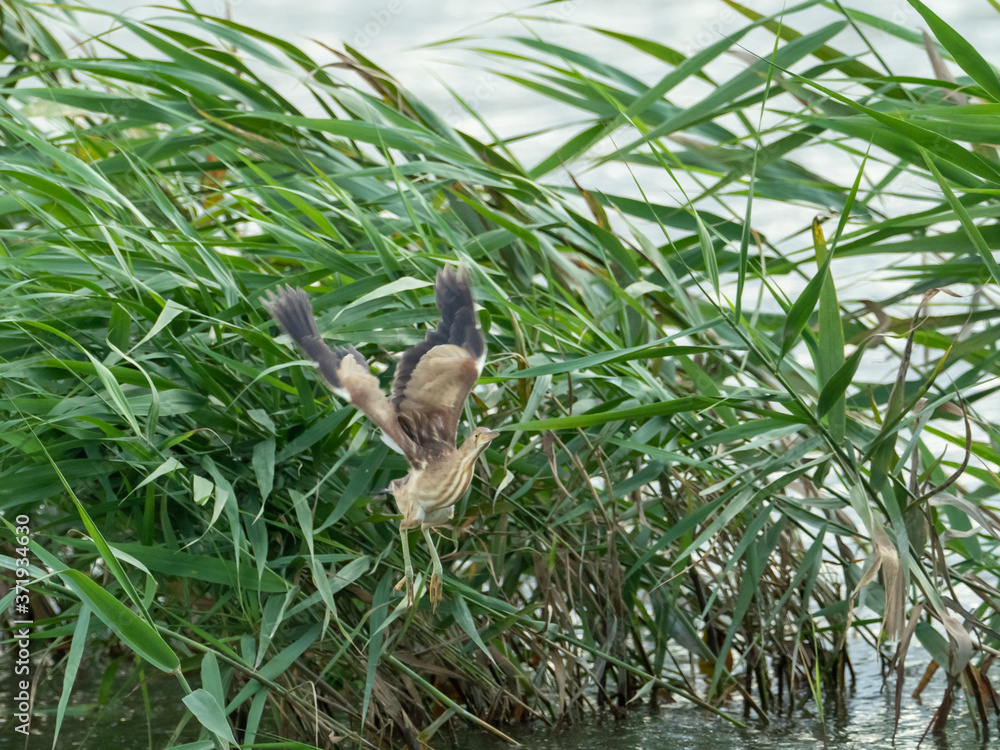 Obraz premium 葦の中からヨシゴイ1羽
