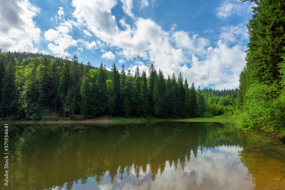 Obraz premium scenery around the lake in mountains. spruce forest on the shore. reflection in the water. sunny weather with clouds on the blue sky
