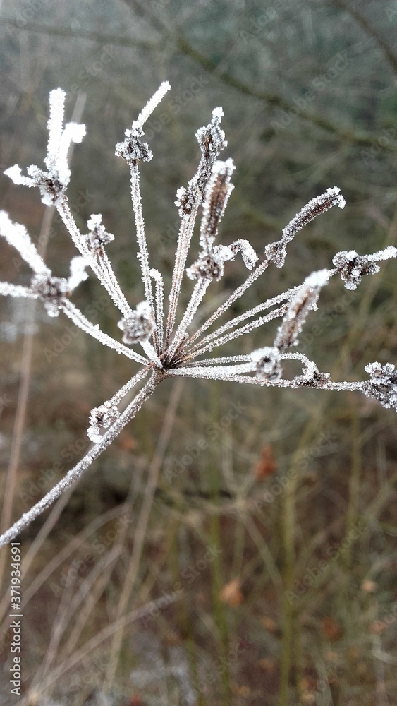 frost on a branch