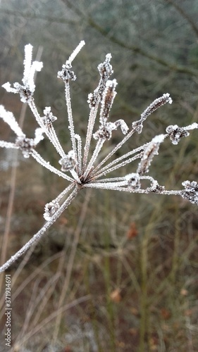 frost on a branch © Erika