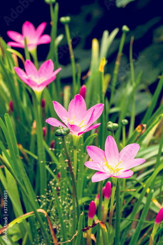 Close up of Zephyranthes Lily or Rain Lily or Fairy Lily or Little Witches flower blossom in flower garden