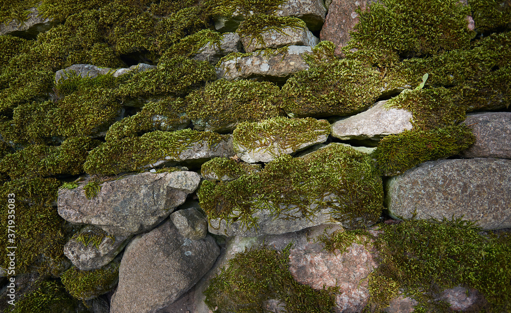 moss growing on stone wall