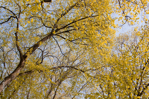 yellow autumn leaves on trees on sky background. . Autumn is the time of year.