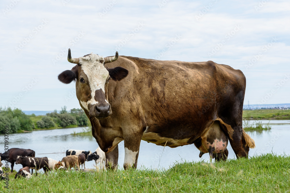 Cows on a green meadow in the industrial countryside outdoors near posts with blue clouds Cows on a green meadow in the industrial countryside outdoors near posts with blue clouds