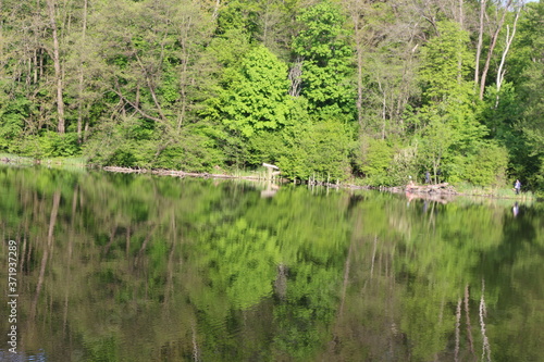  Green trees are reflected in the water of a forest lake on a sunny summer day