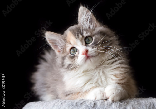 Pet animal; cute cat indoor. Cute kitten cat.