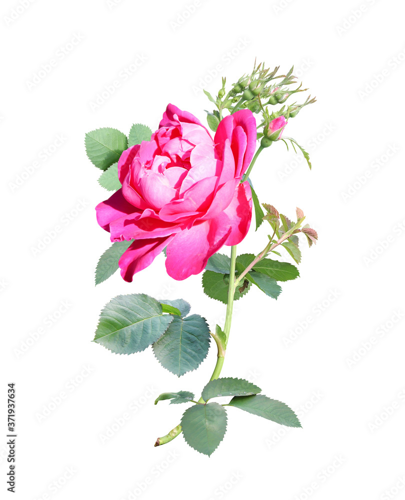 Obraz premium Branch of rose with red flowers