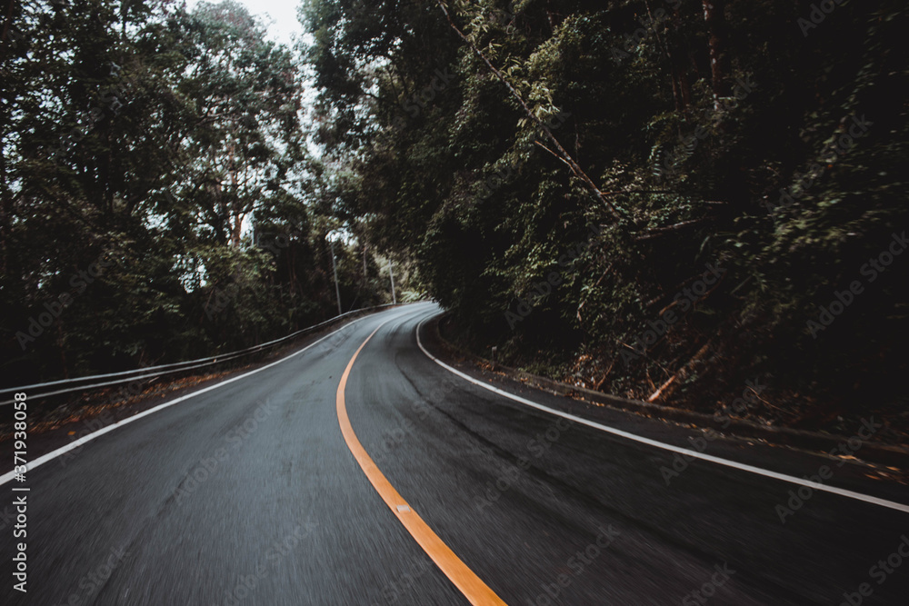 Fototapeta premium road in the forest