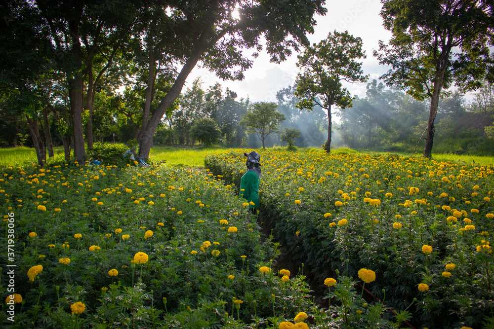 Obraz premium Marigold garden