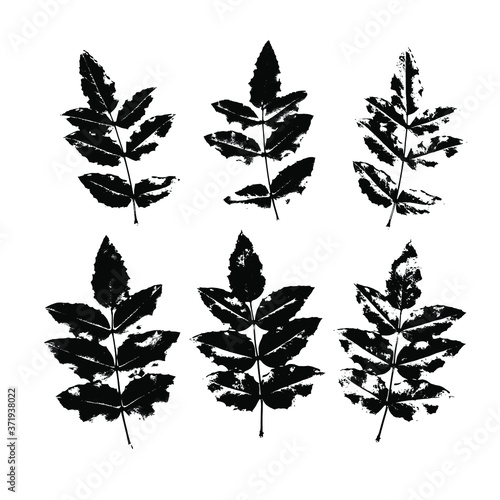 Tableau sur toile The mahonia is tannic, spiky leaves
