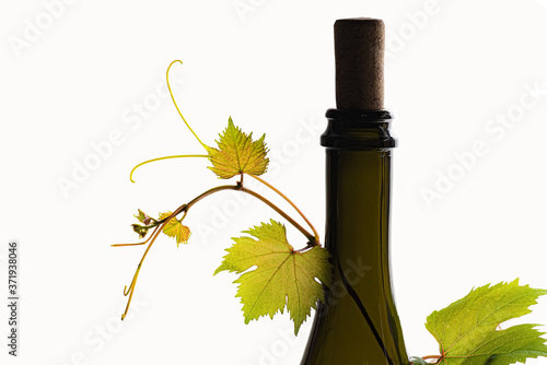 Branch of grape vine bottle corc photo