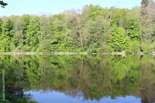 
Green trees are reflected in the water of a forest lake on a sunny summer day