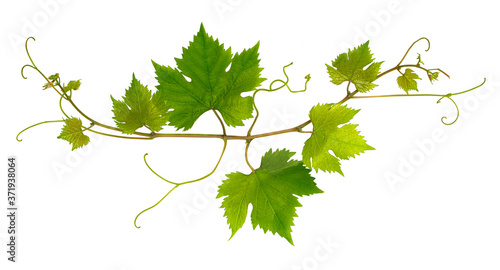 Fotografija Small branch of grape vine on white background