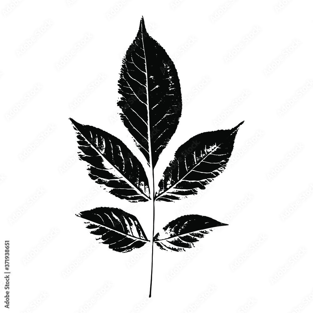 Imprint of a natural branch with leaves. Silhouette of a bush branch. Botanical vector illustration. Suitable for design, prints, postcards.