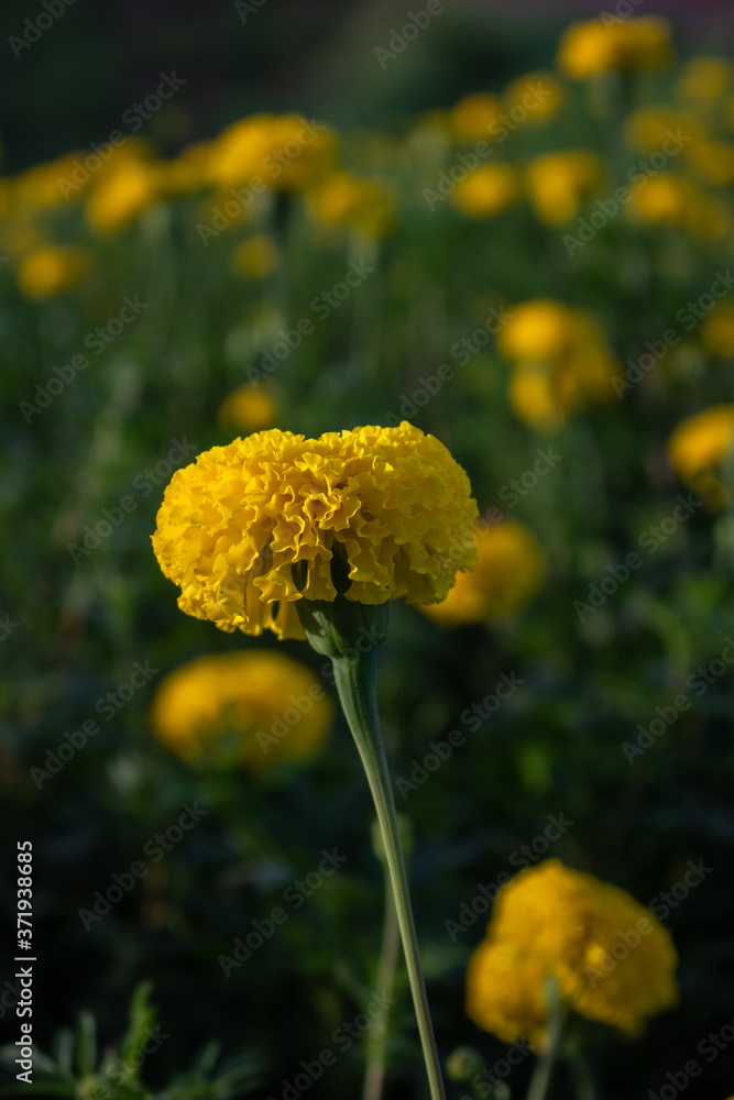 Marigold garden