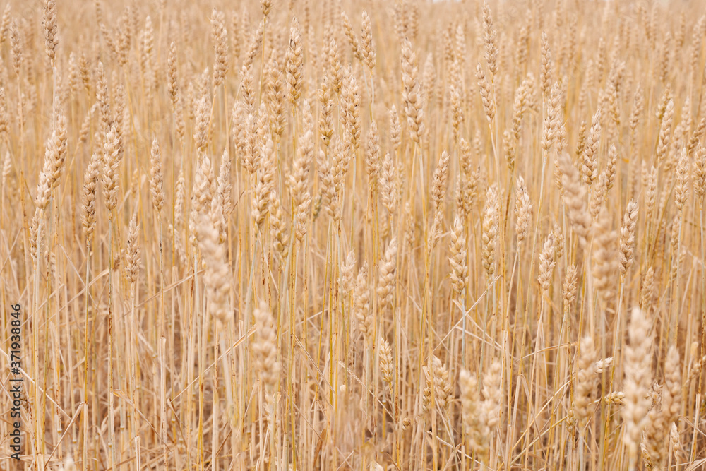 background of a field of ripe yellow rye close up background of a field of ripe yellow rye close up