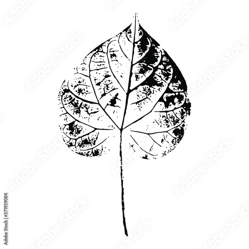 Imprint of a leaf of a tree. Isolated botanical element. Suitable for design; pattern; postcard; print. Vector illustration.