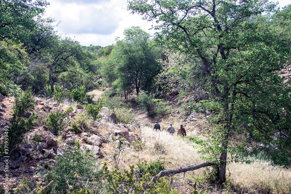 Three men with guns are walking along a trail in an African hunting area. Three men with guns are walking along a trail in an African hunting area.