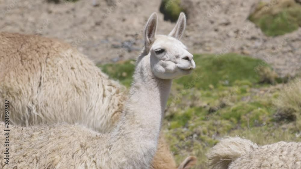 A close-up of the head and neck of a llama before it starts to graze. A close-up of the head and neck of a llama before it starts to graze.