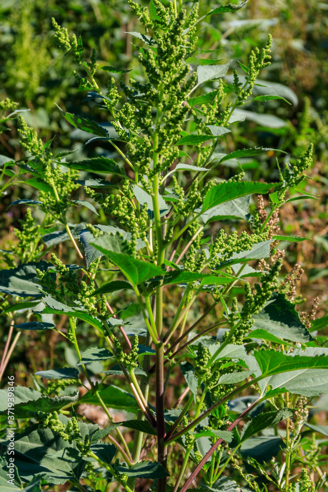 Iva xanthiifolia plants (Cyclachaena xanthiifolia, giant sumpweed, marsh-elder)