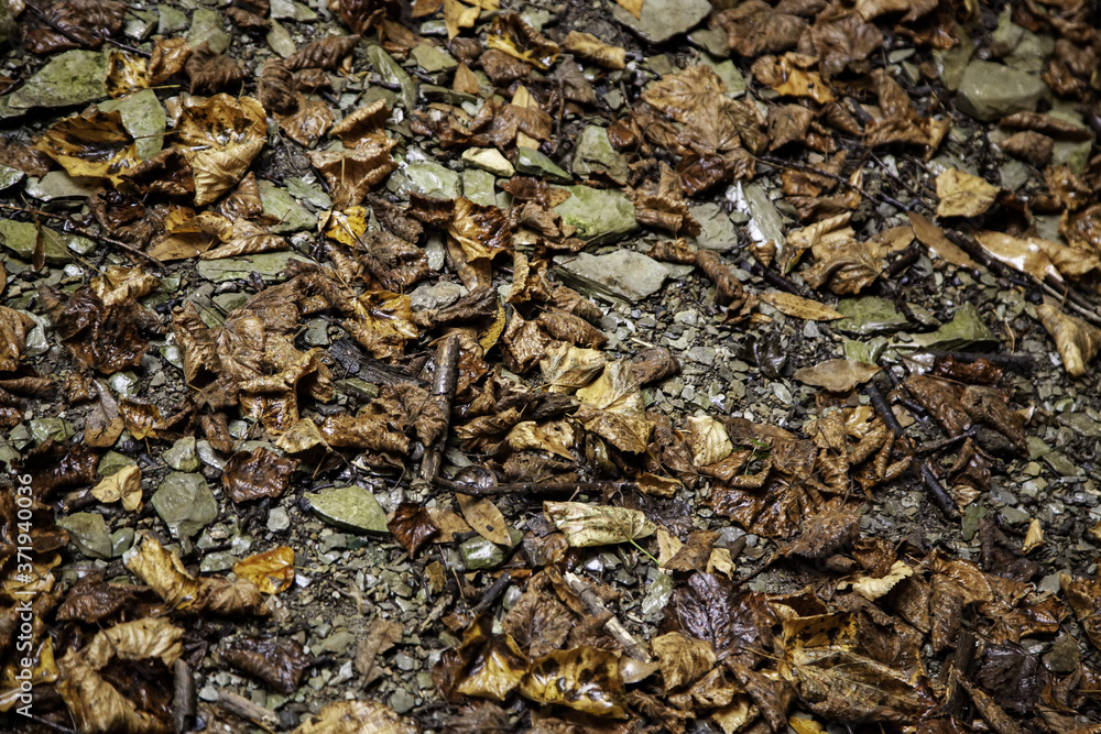 Wet dry leaves in a forest