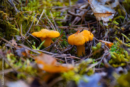 Orange Chanterelle Mushrooms Growing in Northern European Forest