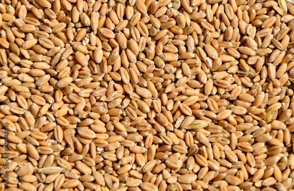 Wheat grain as the texture of the background. Wheat grain as the texture of the background.