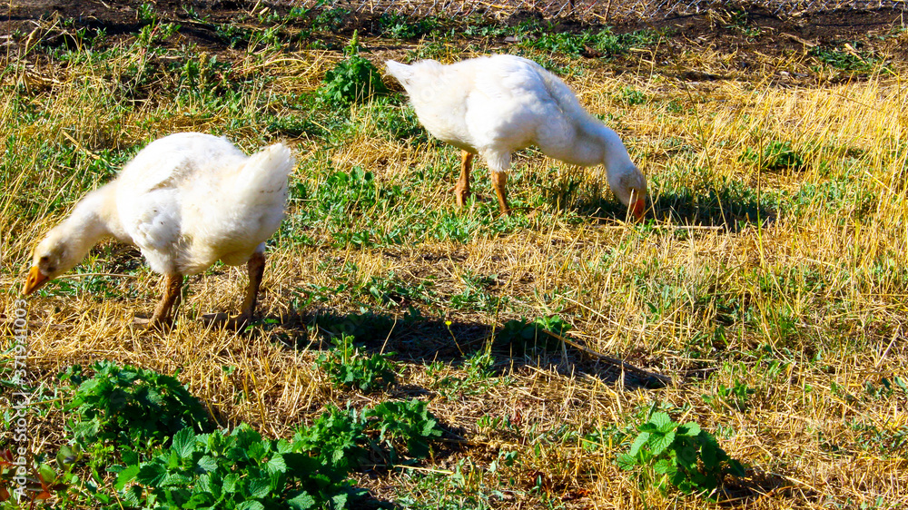 White geese graze in the meadow White geese graze in the meadow
